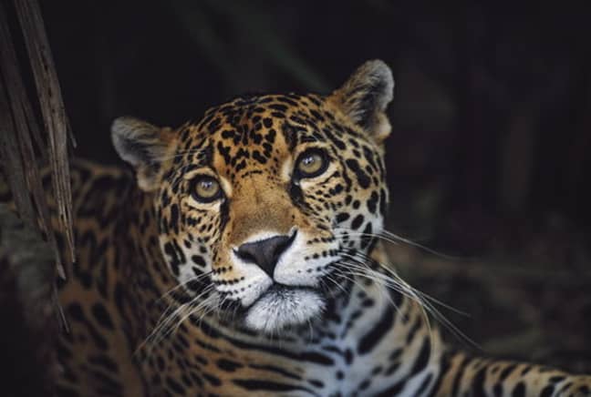 The jaguar is listed as 'Near Threatened'. Credit: PA