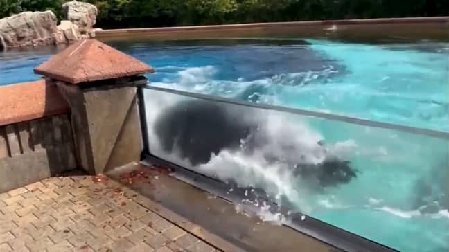 World&#39;s Loneliest Orca&#39; Bangs Head Against Tank At Canadian Marine Park