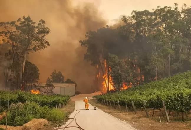 A firefighter and a koala look on as Lobethal vineyard, to the west of Adelaide, burns. Credit: Eden Hills Fire Service/Facebook
