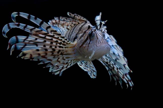 Stock image of a common lionfish. Credit: Alamy