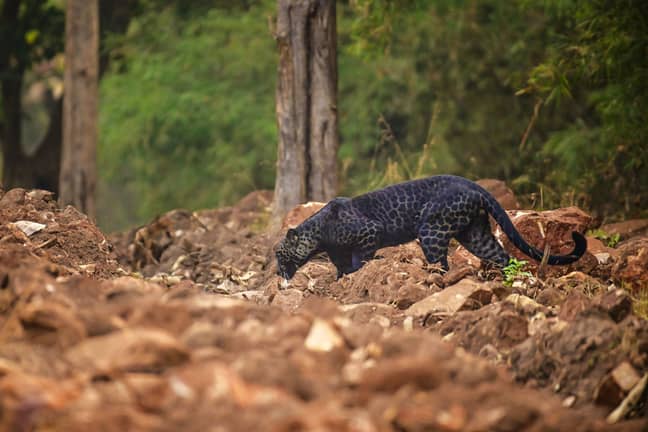 Rare Black Leopard Is Spotted Hunting In Indian National Park - LADbible