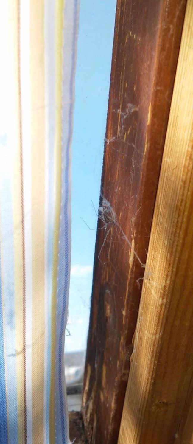 Another picture shows cobwebs on the door frame. Credit: Jam Press