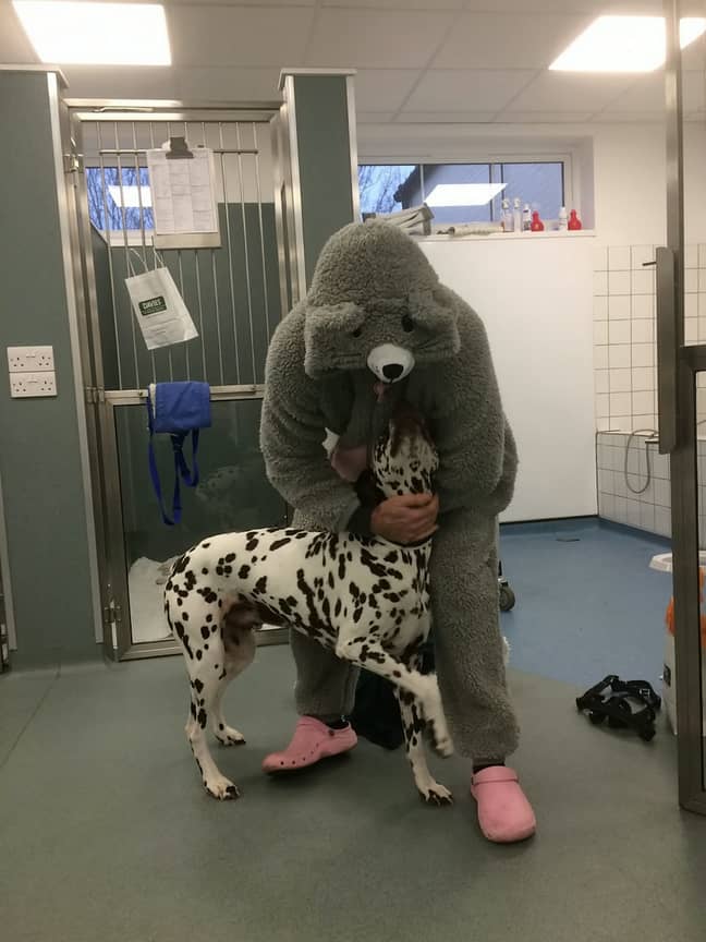 The vet wore a giant mouse costume to soothe nervous dog. Credit: SWNS