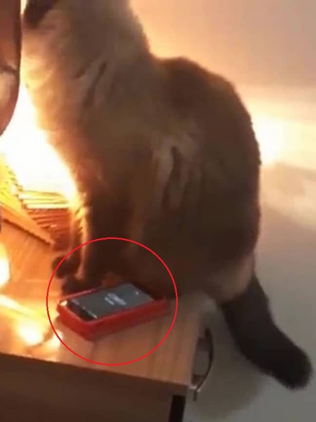 The alarm screen can be seen on the phone. Credit: ViralHog