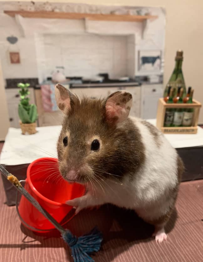 The hamsters have also been cleaning the kitchen. Credit: Storytrender