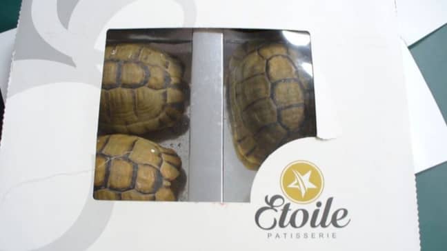 A man in Germany was caught trying to smuggle in tortoises disguised as pastries. Credit: Hauptzollamt Potsdam