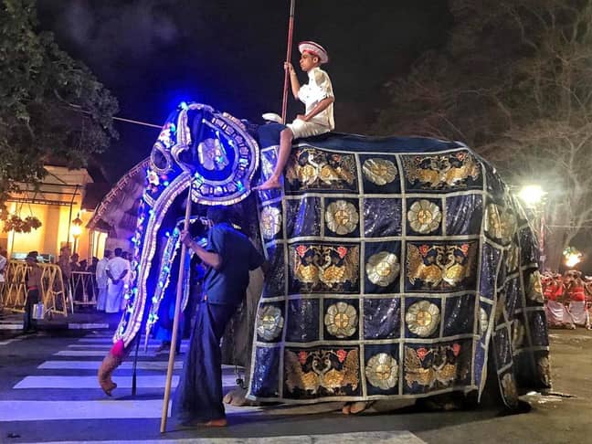 The elephants are dressed up and paraded down the streets during the festival. Credit: Save Elephant Foundation/Lek Chailert