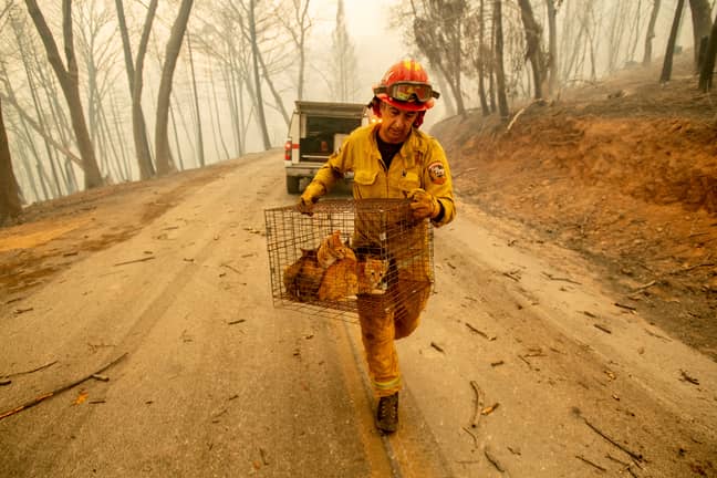 Capt. Steve Millosovich carries a cage of cats while battling the Camp Fire in Big Bend. Credit: PA