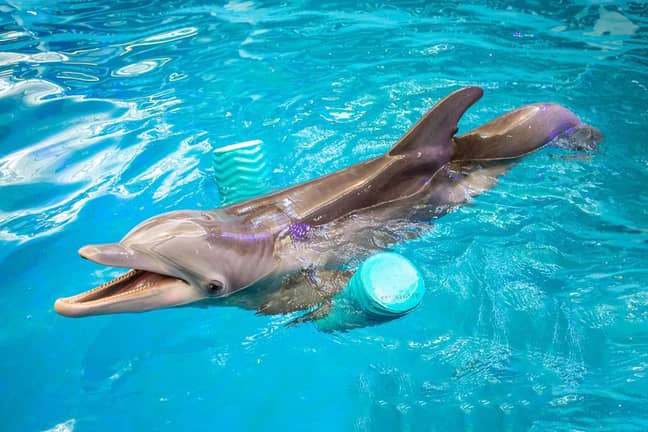Winter had to learn to swim without her tail fin. (Credit: Clearwater Marine Aquarium)