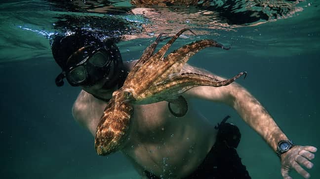 You could watch Oscar-winning documentary My Octopus Teacher. Credit: Netflix