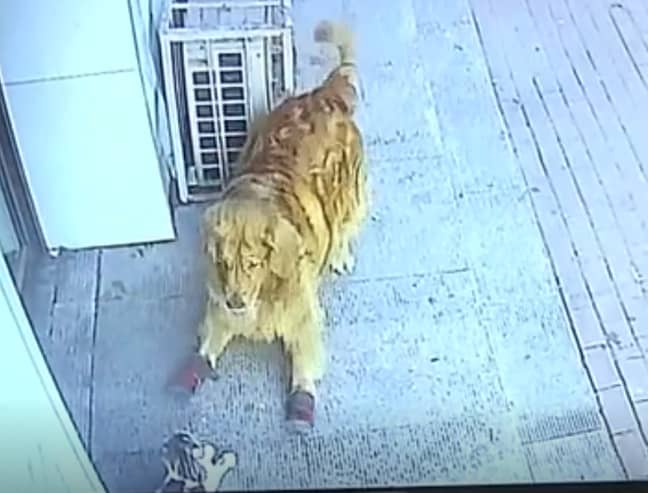 Gao's dog cornered the cat after it knocked him out. Credit: Real Press