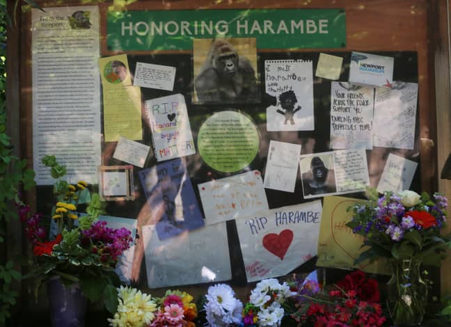 Tributes to Harambe left after the shooting. Credit: PA