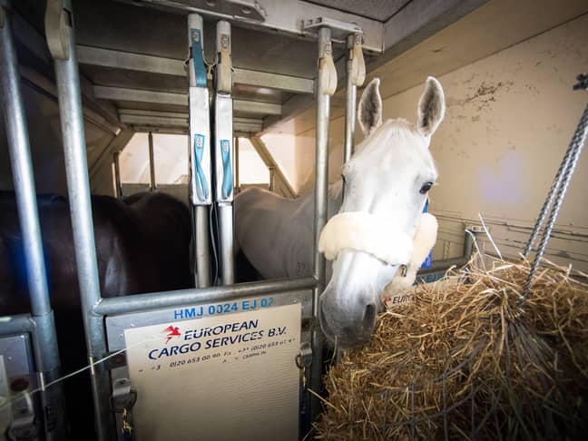 More than 300 horses were transported to Tokyo for the Olympic Games this summer