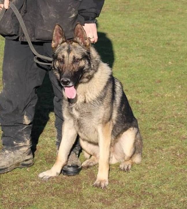 PD Audi will now get back to the work of helping protect the community. Credit: Staffordshire Police