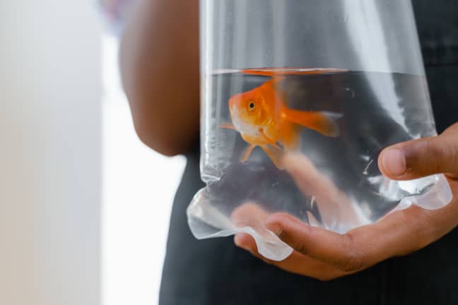 Many goldfish die 'within hours'. Credit: Pexels