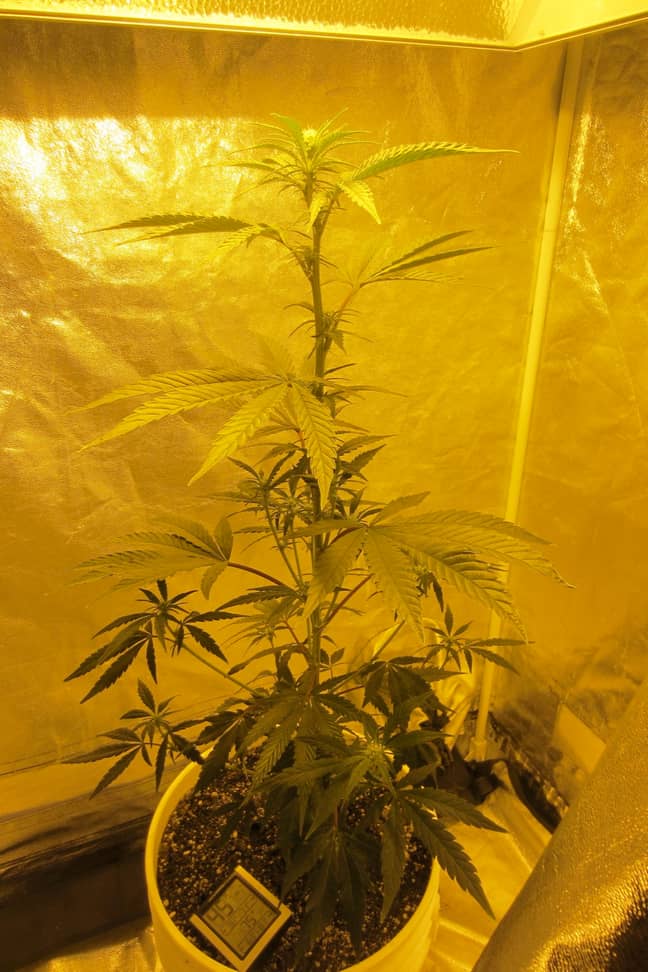 An indoor cannabis grow. Credit: PA