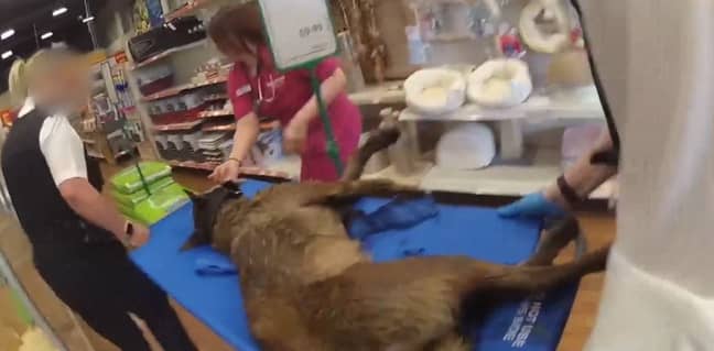 Yardie was rushed through the Pets at Home store to be treated. Credit: SWNS