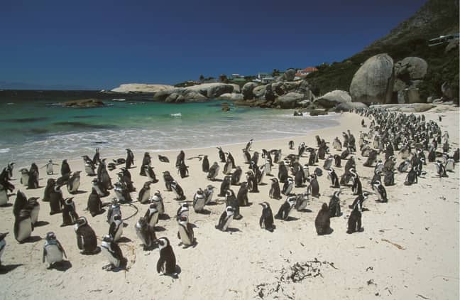 Рояк пчели е убил повече от 60 пингвина в Южна Африка