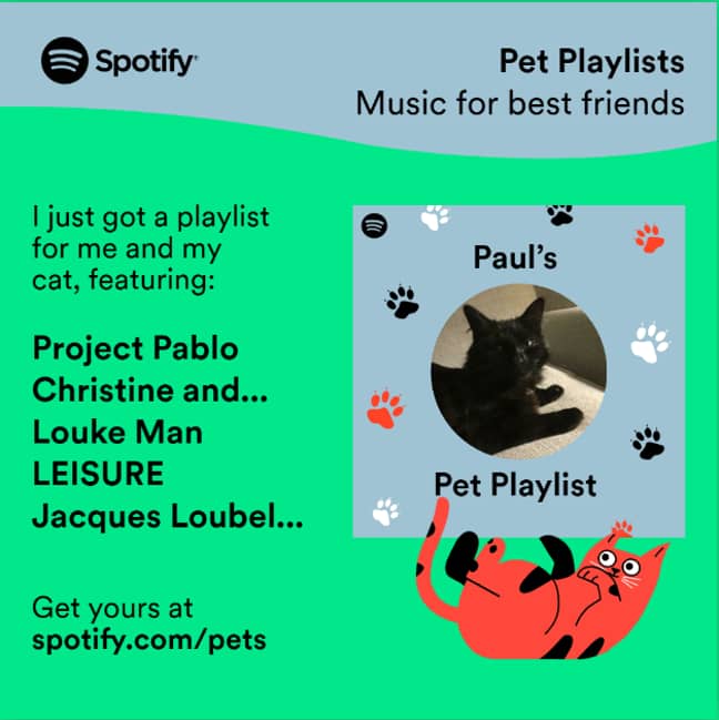 What an outstanding specimen of a cat. Credit: Spotify