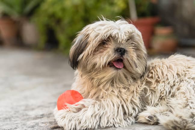 Shih Tzu Roxy was found after almost 8 years of being missing. Credit: Alamy Stock Photo