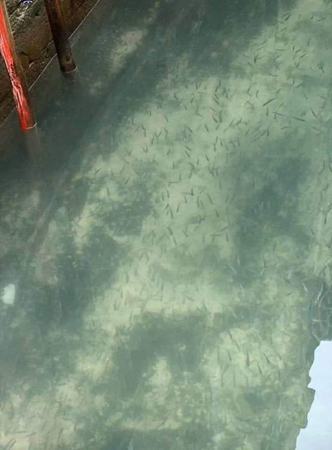 Venetians say seeing so many fish was rare before the quarantine. Credit: Twitter/@ikaveri