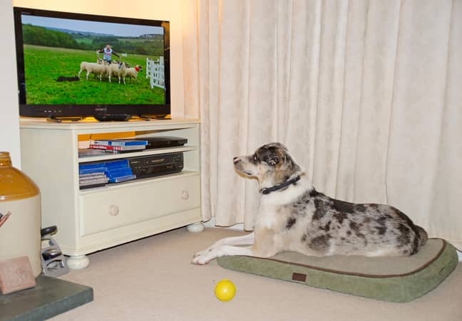 It's probably about time we offered dogs the same entertainment they offer us. Credit: Alamy