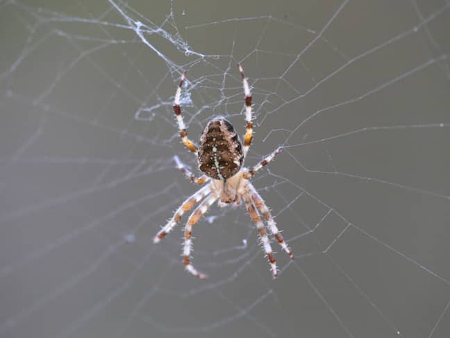 All spiders are pretty unnerving, let's face it. Credit: PA