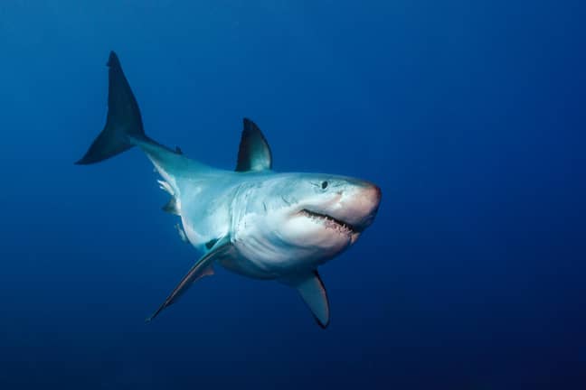 Witnesses said he was attacked by a four-and-a-half-metre (15-foot) great white. Credit: Alamy