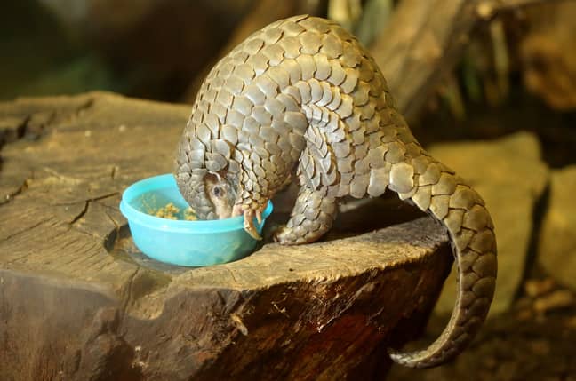 A pangolin at a zoo in Leipzig, Germany. Credit: PA