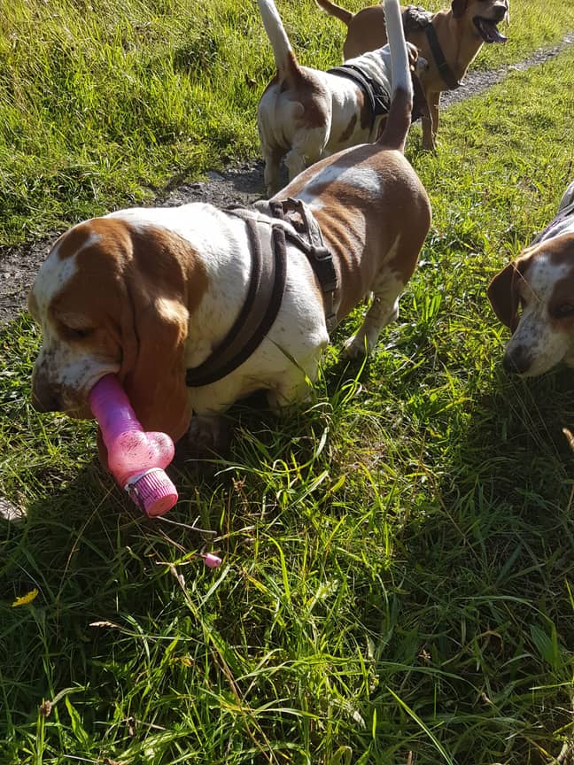 Flossie found a massive dildo and wouldn't let go. Credit: Kennedy News and Media