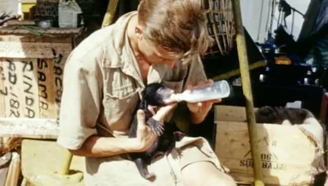 Fancy seeing a young Attenborough feed a Malaysian Sun Bear? Credit: BBC