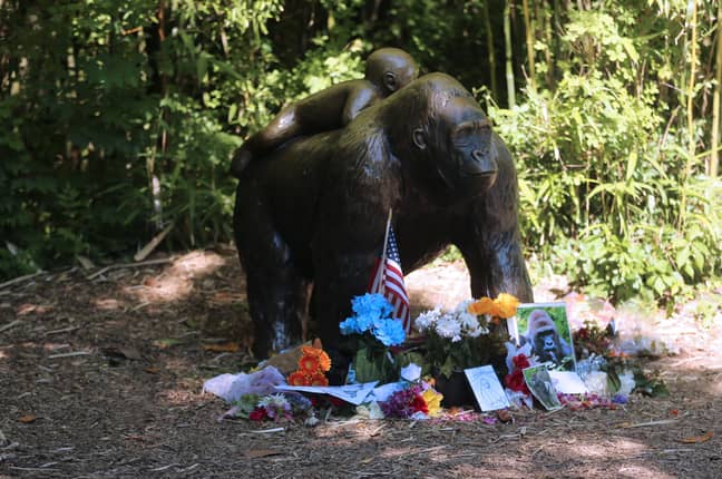 More tributes at the Gorilla World enclosure. Credit: PA