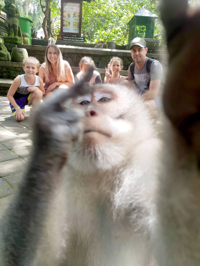 Nothing says taking the piss quite like a monkey giving you the finger. Credit: Storytrender