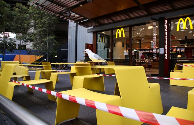 A stock image of a seagull on a Maccies table. Credit: PA