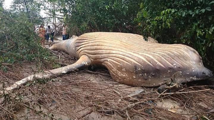 Dead Humpback Whale Mysteriously Turns Up In The Amazon Rainforest