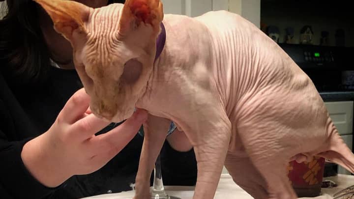 Hairless Cat With No Eyes Becomes Internet Sensation - LADbible