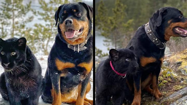 Abandoned Panther Has Been Raised By A Human And A Rottweiler In Siberia