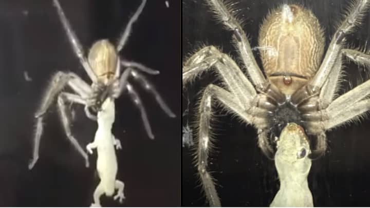 Huge Huntsman Spider Eats Lizard Next To Family Eating A Meal