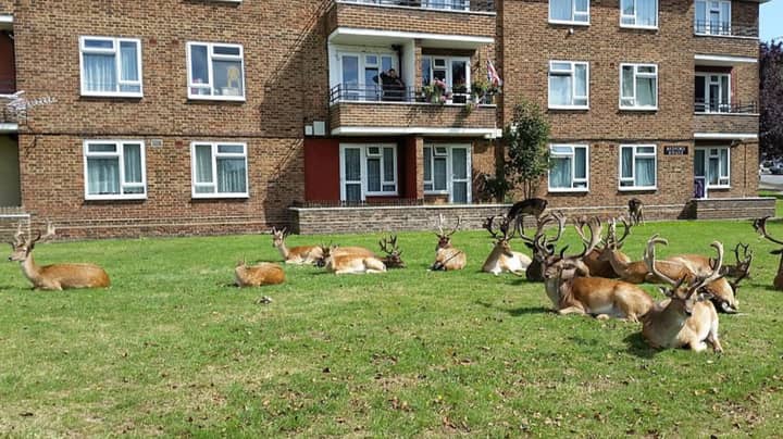 Deer Spotted Grazing On Front Lawn Of London Estate