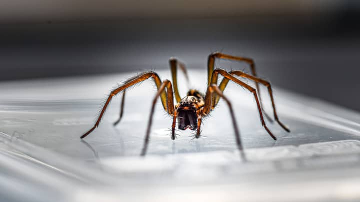 TikToker's Hack To Help Keep Spiders Away This Mating Season