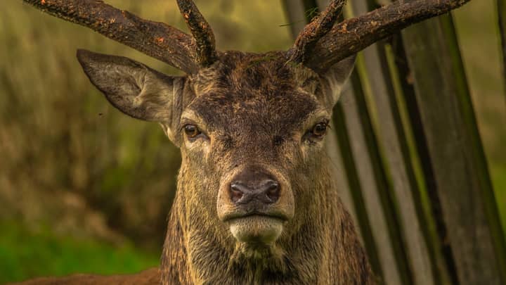 Experts Warn Deadly Zombie Deer Disease Could Spread To Humans Next