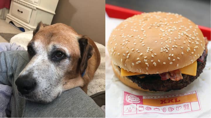 ​Burger King Gives Free Burgers To Terminally Ill Dog