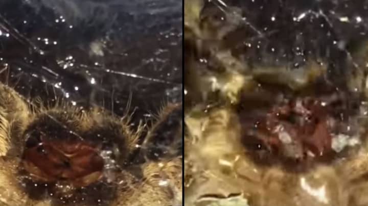Spider Drinking Water From Up Close Will Make Your Stomach Churn