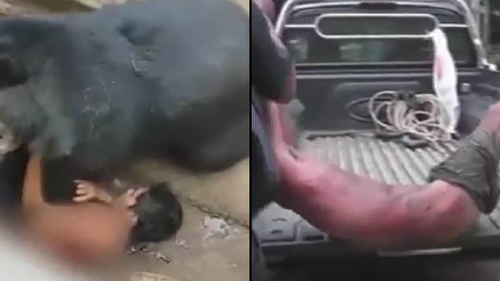Thai Man Viciously Mauled After Taunting Bear In Enclosure