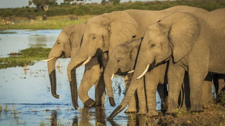 Botswana Lifts Ban On Elephant Hunting To 'Manage Population'