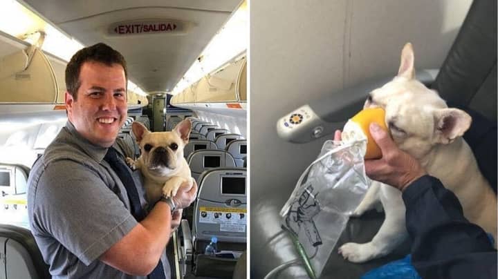 Dog’s Life Saved By Quick Thinking Cabin Crew Mid-Flight