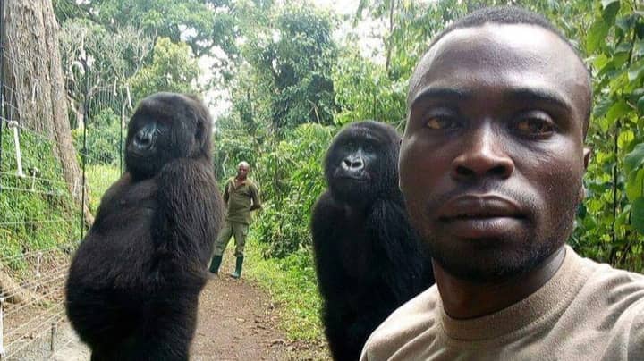 ​Gorillas Pose For Selfie With Anti Poaching Rangers