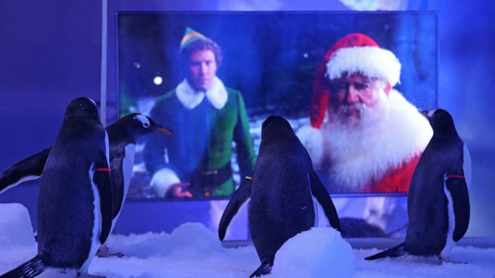 Gentoo Penguins At London Aquarium Treated To Christmas Film Screenings During Lockdown