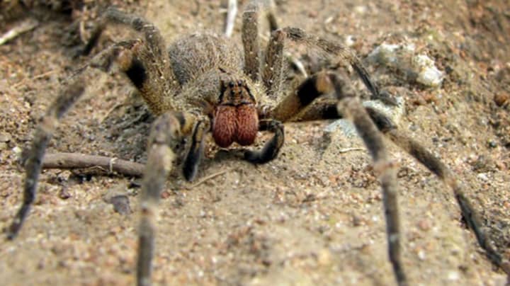 Scientists Think Deadly Spider Venom Could Be Used To Treat Erectile Dysfunction 