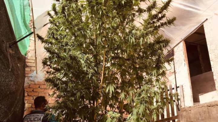 Two Arrested After 16-Foot-Tall Cannabis Plant Seized By Police In Spain